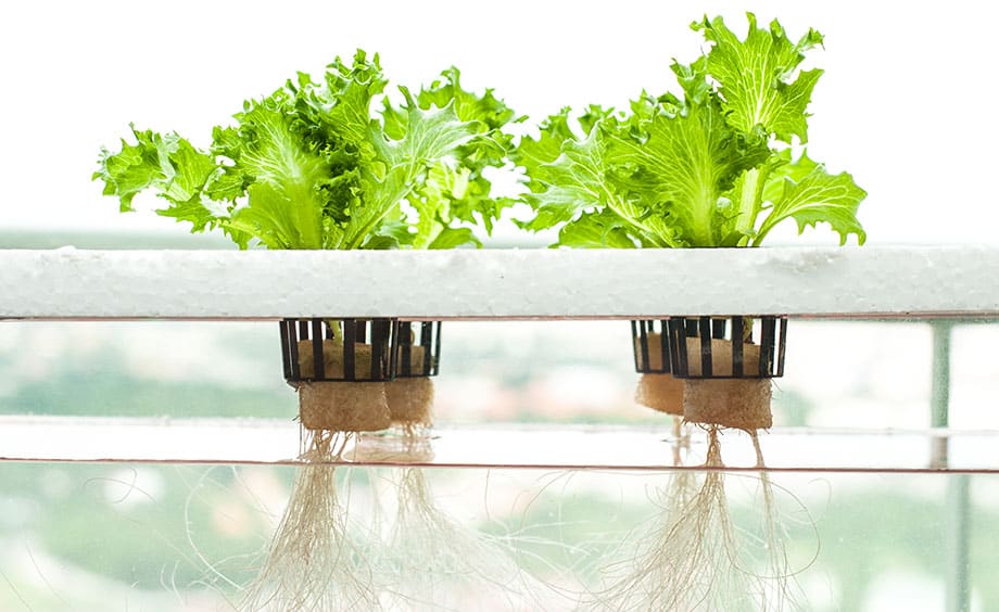 Hydroponics project